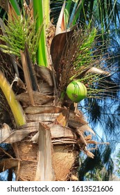 Close up of Coconut tree