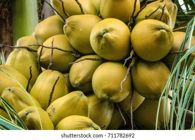 close up coconut tree