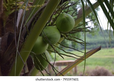 Close up the coconut tree