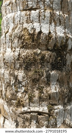 close up of coconut tree bark texture