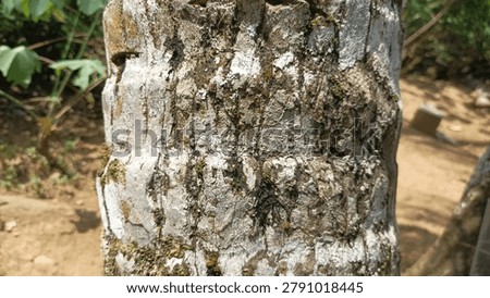 close up of coconut tree bark texture