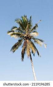 close up of coconut tree in blue sky backgrounds