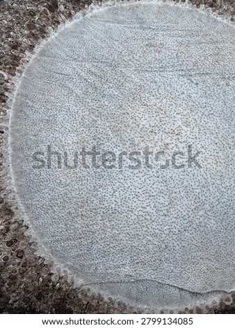 Close Up of Coconut Tree Trunk Inner Fiber Pattern