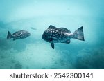 Close up of a cod fish in the water at Ningaloo Reef, Western Australia