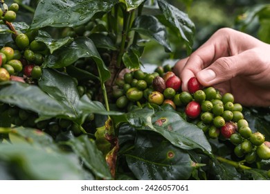Close up coffee farmer handpicking red coffee cherries on tree in coffee plantations