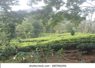 Close Up Of A Coffee Plantation At India