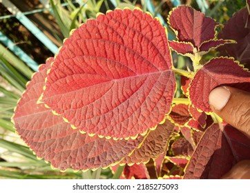 Close Up Of A Coleus Leaf