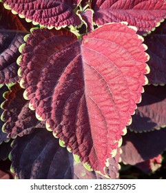 Close Up Of A Coleus Leaf