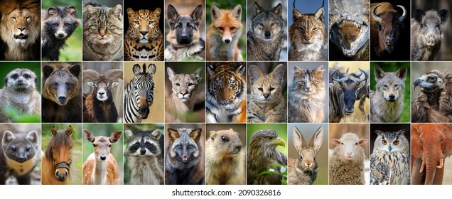 Close up collage of 33 portraits of animals and birds - Powered by Shutterstock