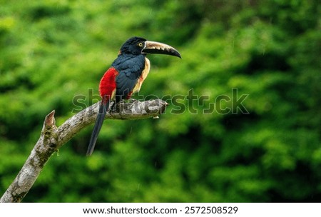 Close Up of a Collared Aracari  perched on a tree branch  in Costa Rican rainforest