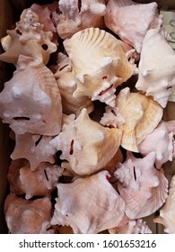 Close up of a collection of seashells