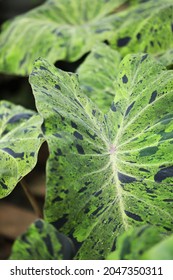 Close Up Of Colocasia Mojito Leaf