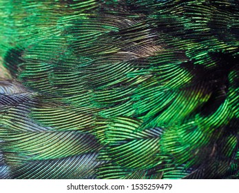 Close Up of a Colombian Hummingbird with Vibrant Tones of Green and Blue in its Feathers
