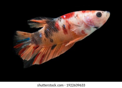 131,710 Black and orange fish Images, Stock Photos & Vectors | Shutterstock