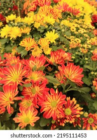 Close up colorful chrysanthemum flowers as floriculture colection