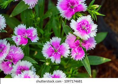 Close Up Colorful Dianthus Flower (Caryophyllaceae)  In Garden