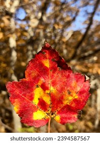 Close up of colorful fall leaf