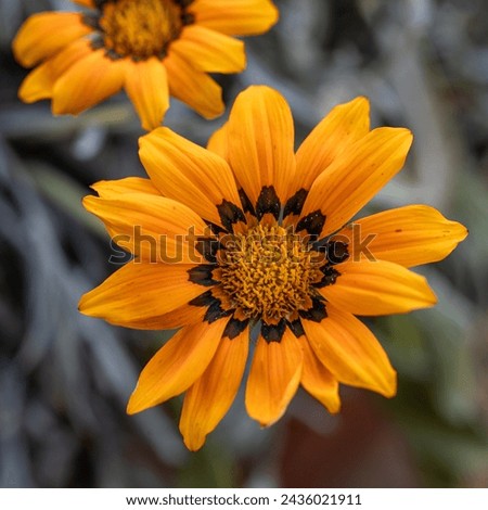 Close up of colorful Gazania rigens or treasure flower in full bloom . annual flowers Gazania rigens bright orange and yellow flower. square format
