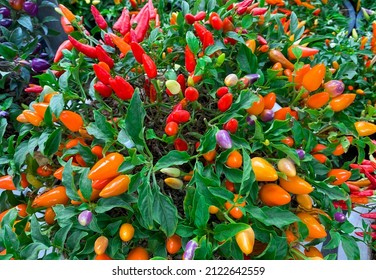 Close up of colorful hot chili peppers yellow red orange purple plant, Capsicum annuum chinese five colors,asian organic garden, Spicy seasoning chili pepper used for cooking in many thai foods ,