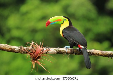 Close up of colorful keel-billed toucan bird - Shutterstock ID 373806271