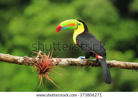 Close up of colorful keel-billed toucan bird