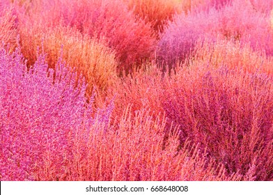 Kochia Scoparia Images, Stock Photos & Vectors | Shutterstock