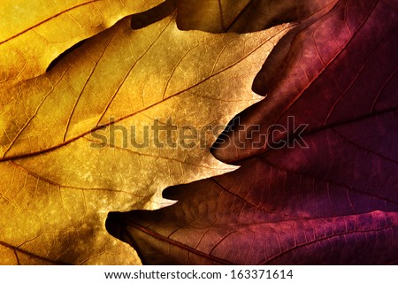 Close up of colorful  leaf orange and violet with texture