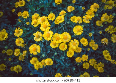 Close up of colorful little yellow star flower in the garden, Melampodium divaricatum