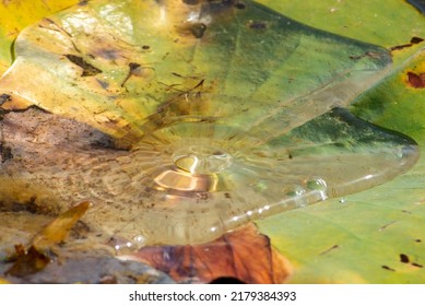 Close Up Colorful Organic Abstract  Lily Pad With Water Droplet. 