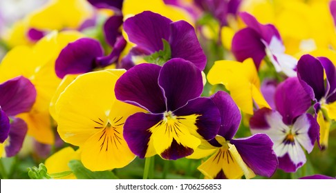 Viola Flower 图片 库存照片和矢量图 Shutterstock