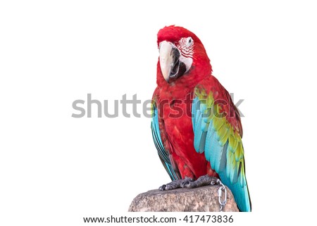 Close up colorful  parrot macaw isolated on white background