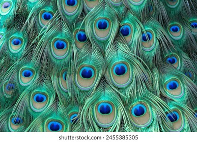 Close up of colorful of peacock feathers as background, top view - Powered by Shutterstock