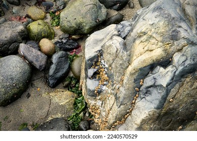 Close up of colorful rocks, seaweed and barnacles at an ocean beach at low tide. - Powered by Shutterstock