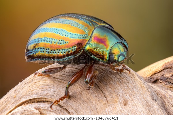 289 Rosemary Beetle Images, Stock Photos & Vectors | Shutterstock