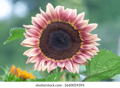 A close up of a colorful ruby eclipse sunflower with green leaves in the background. 