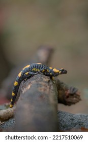 Close Up Of A Colorful Salamander (Salamandra Salamandra) With Yellow And Black Spotted Skin Moving On A Log In The Autumn Undergrowth. Monviso Park, Italy.