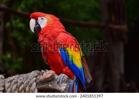 Close up colorful scarlet macaw  (Ara macao) with dark background
