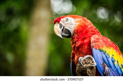 110,025 Multi Coloured Animals Images, Stock Photos & Vectors ...