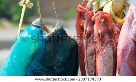 Close up of colorful tropical parrotfish with beak like mouth caught by local spear fisherman from coral reef in Timor-Leste