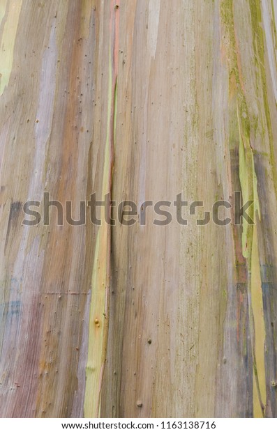 Close Colorful Trunk Rainbow Eucalyptus Tree Stock Photo