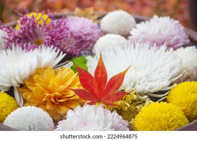 Close Up Of Colourful Chrysanthemum Flowers Floating On Water With A Red Maple Leaf In The Center, Kyoto, Japan