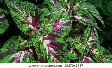 Close up of colourful Coleus foliage, adding a pop of beauty to any setting