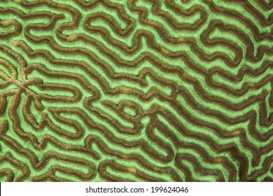 Close up Colpophyllia natans ( Boulder Brain Coral ) entire colony pattern 