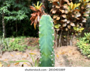 Close Up of Columnar Cactus with Sharp Spines