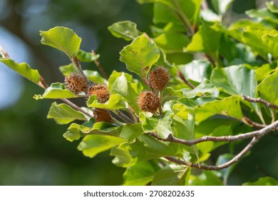 Close up of common beech (fagus sylvatica) nuts on the tree