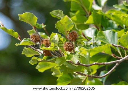 Close up of common beech (fagus sylvatica) nuts on the tree