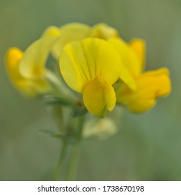 Close Up Of Common Birds Foot Trefoil