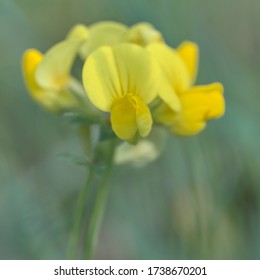 Close Up Of Common Birds Foot Trefoil