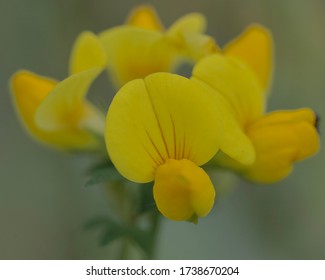 Close Up Of Common Birds Foot Trefoil