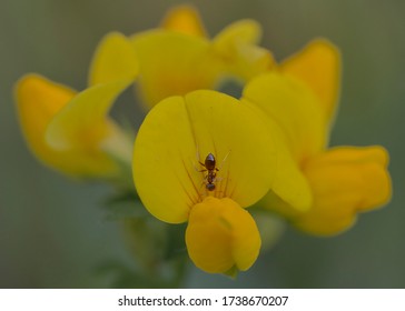 Close Up Of Common Birds Foot Trefoil